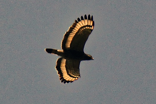 SriLan (817)